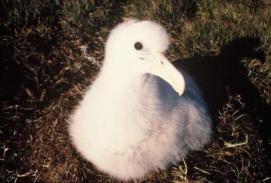 Image of Wandering albatross