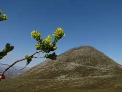 Image of Thesium euphorbioides Berg.