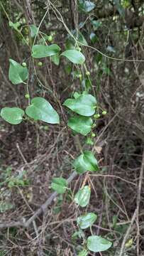 Image of Smilax bockii Warb.