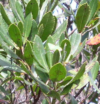 Plancia ëd Callophrys avis Chapman 1909