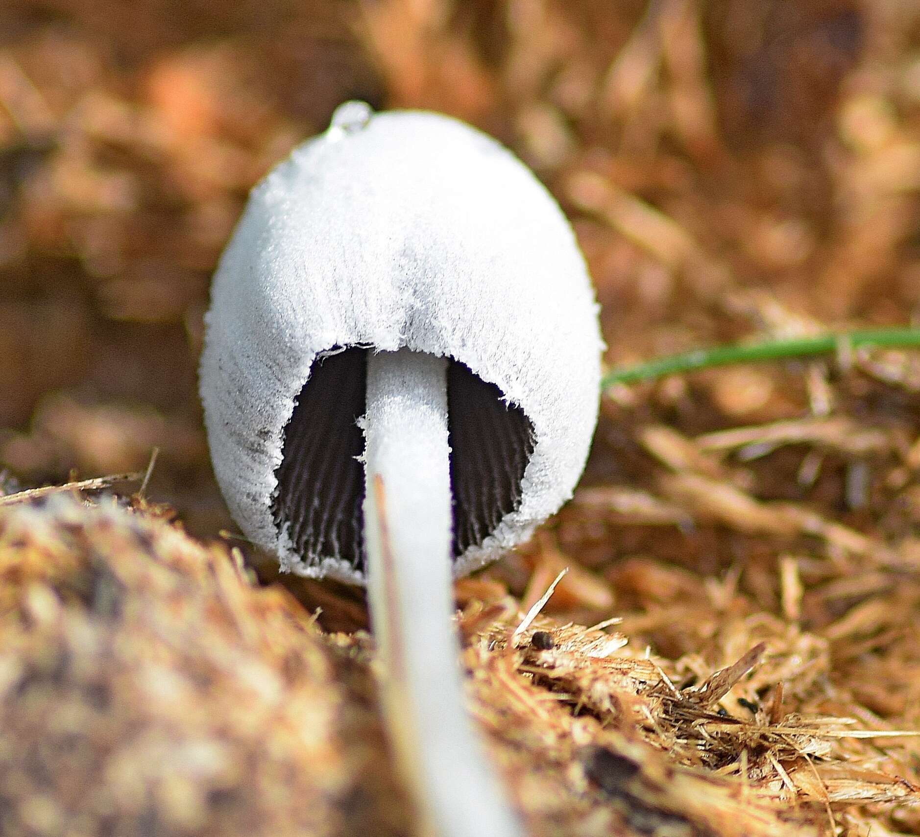 Image de Coprin blanc de neige