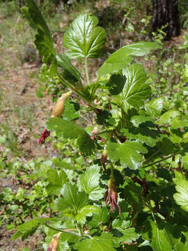 Image of gummy gooseberry