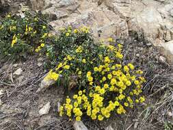 Chrysanthemum indicum L. resmi