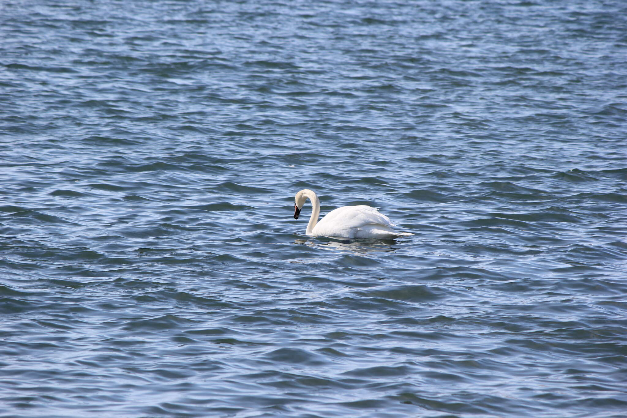 Image of Mute Swan