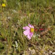 صورة Coreopsis nudata Nutt.