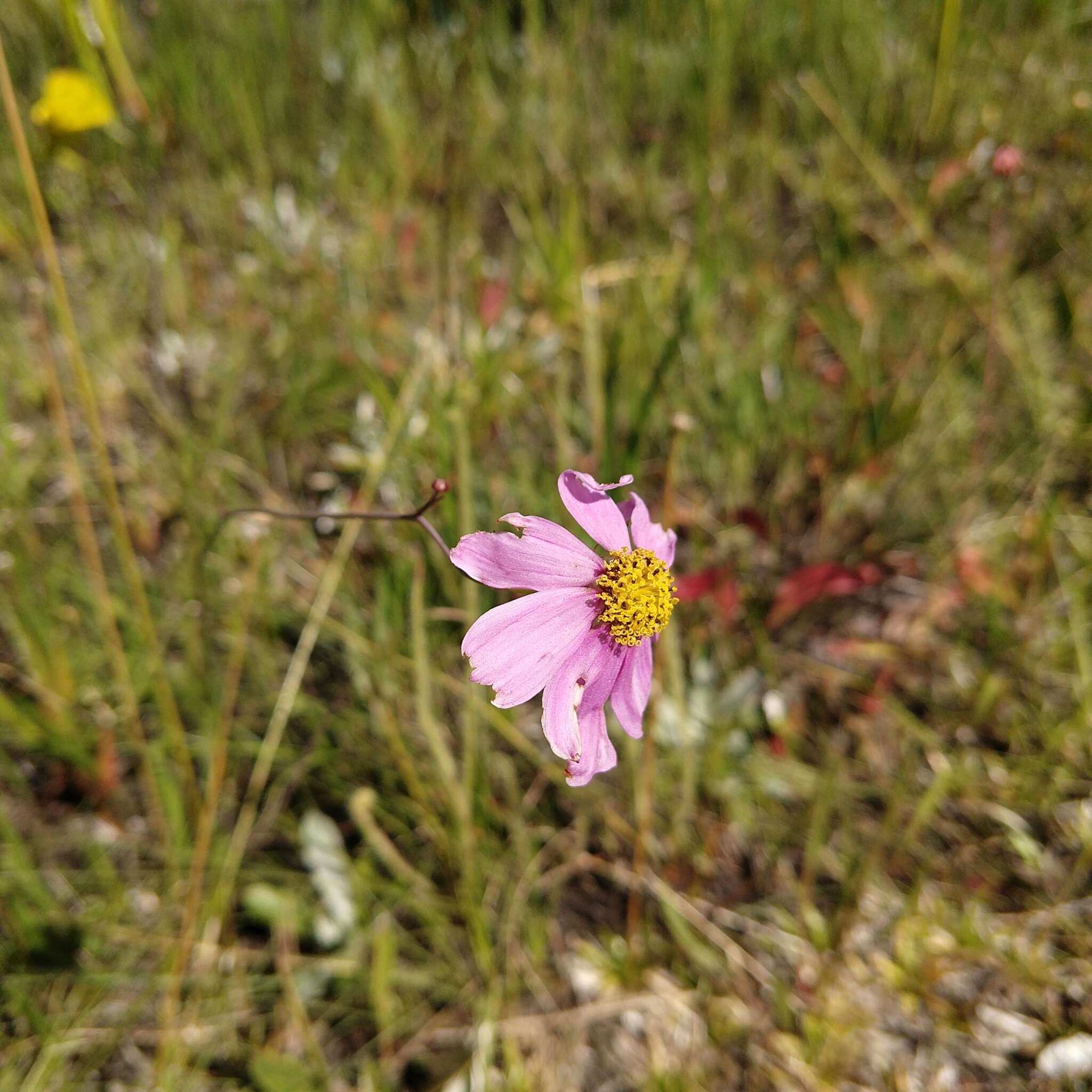 صورة Coreopsis nudata Nutt.