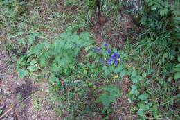 Слика од Aconitum degenii Gayer