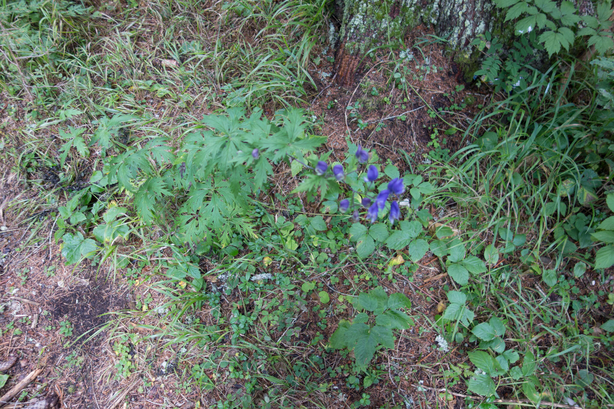 Слика од Aconitum degenii Gayer