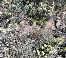 Image of Brittle Adromischus