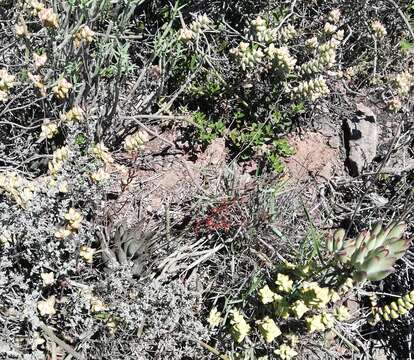 Image of Brittle Adromischus