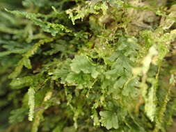 Image of treemoss bristle fern