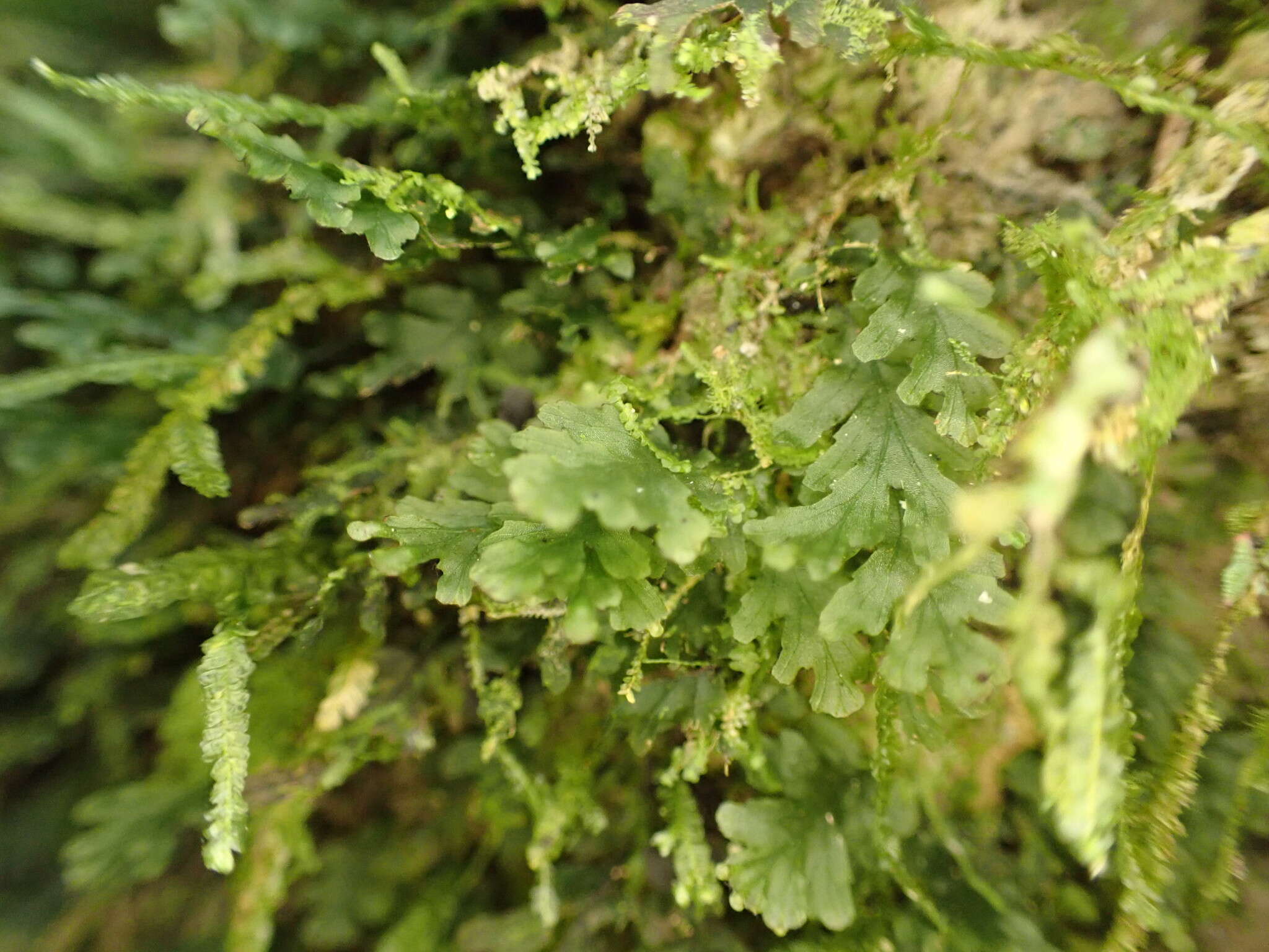 Image of treemoss bristle fern