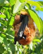 Image de Cinnamon red bat