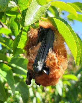 Image of Cinnamon Red Bat