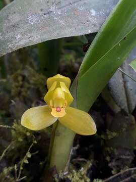 Image of Maxillaria aureoglobula Christenson