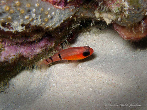 Image of Belted Cardinalfish