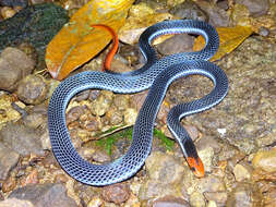 Image of Calliophis bivirgatus flaviceps (Cantor 1839)