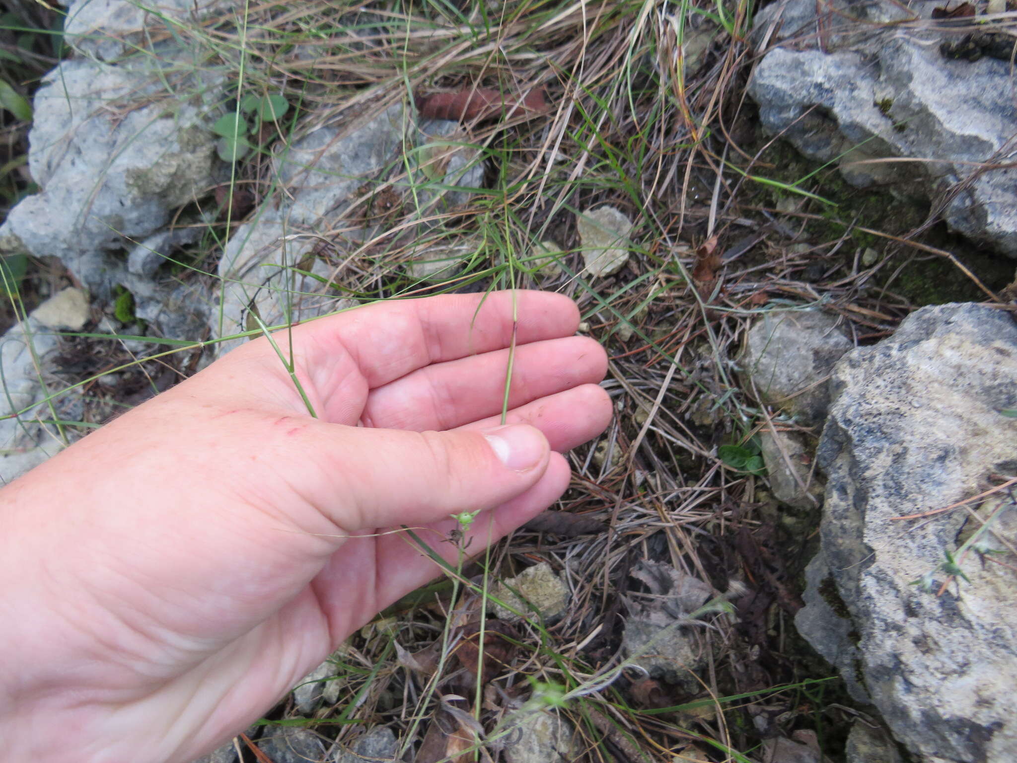 Image of puffsheath dropseed