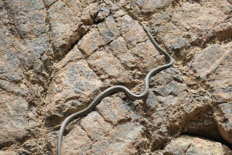 Image of Braid Snake