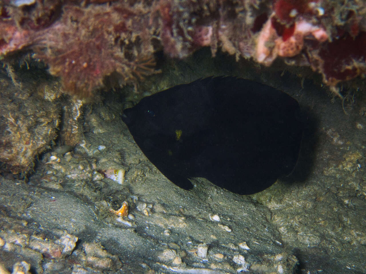 Image of Dusky angel-fish