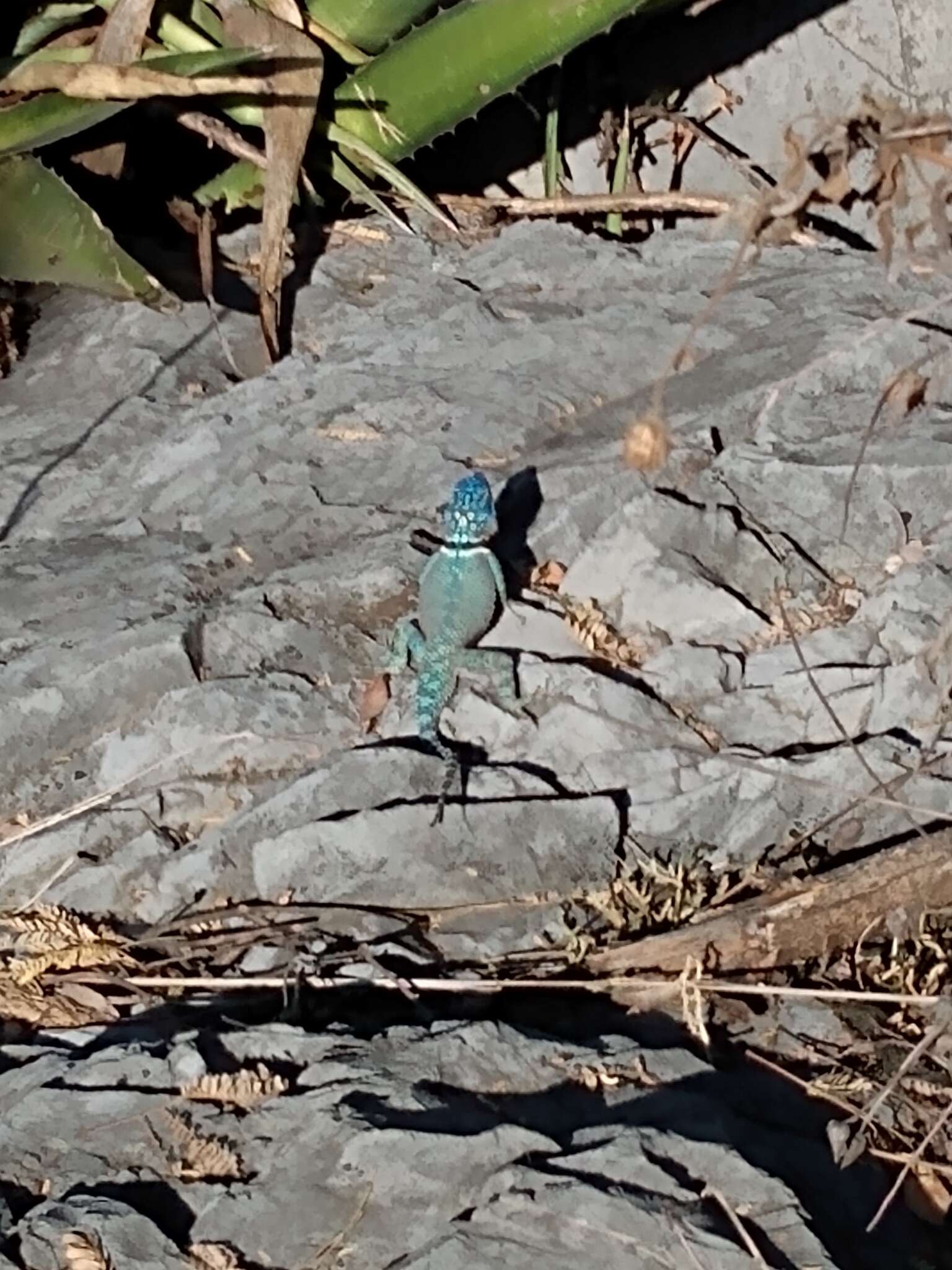 صورة Sceloporus minor cyaneus Treviño-saldaña 1988