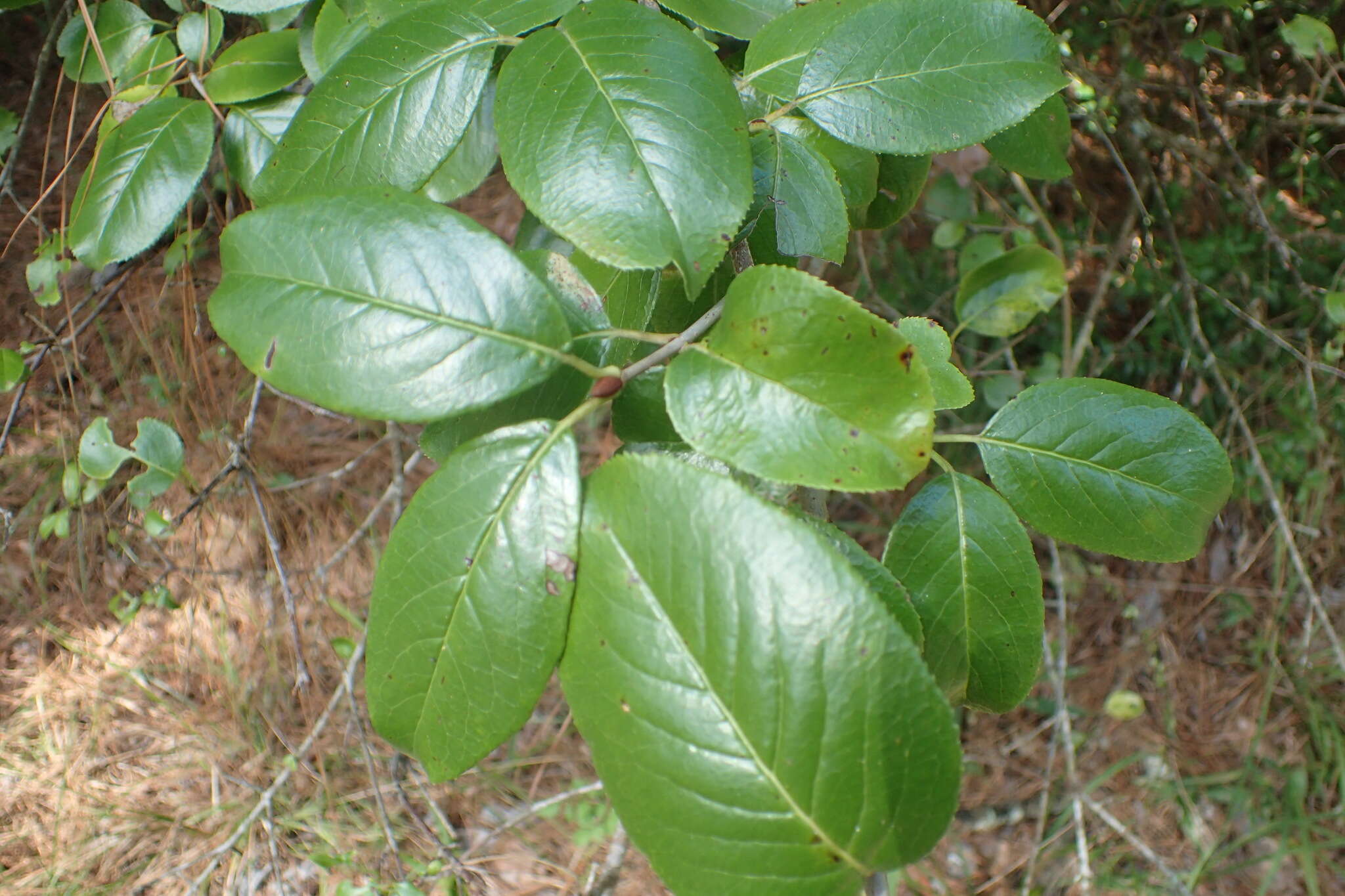 Image of rusty blackhaw