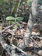 Image of Barkeria lindleyana subsp. vanneriana (Rchb. fil.) Thien