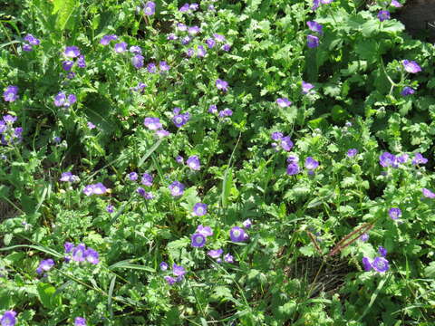 Image of sand phacelia