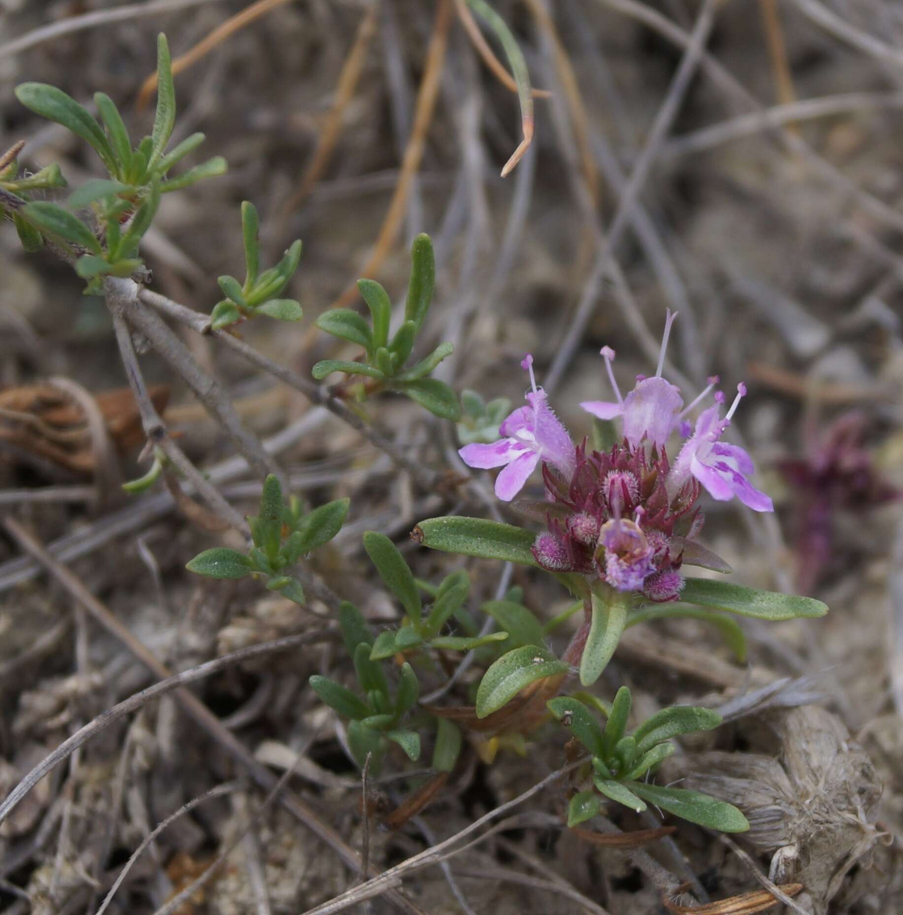 Image of Thymus littoralis Klokov & Des.-Shost.