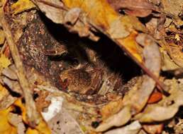 Image of Zimbabwe Grey Baboon Spider