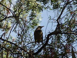 Turdus chiguanco d'Orbigny & Lafresnaye 1837 resmi