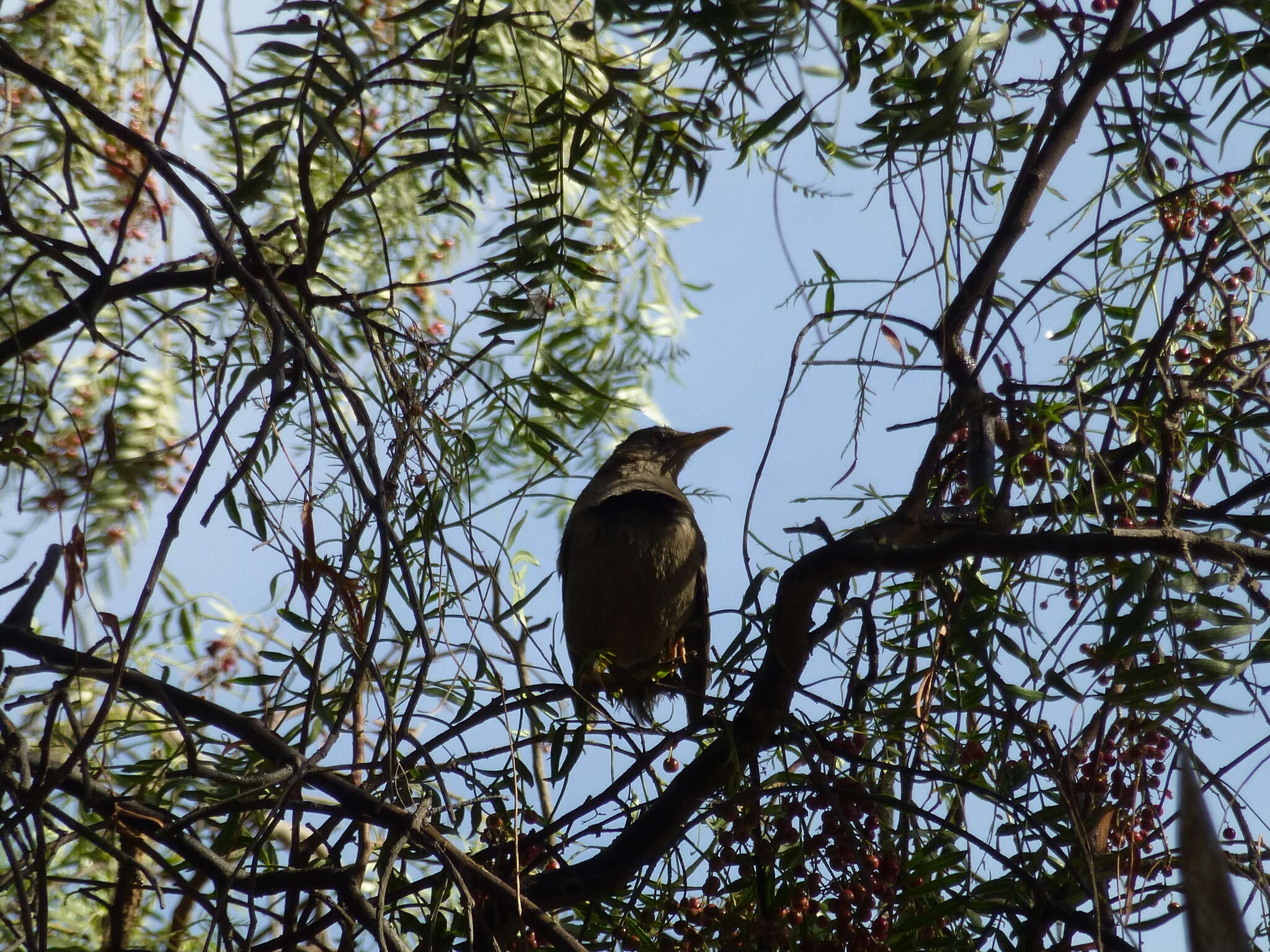 Turdus chiguanco d'Orbigny & Lafresnaye 1837 resmi