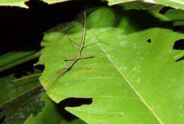 صورة Phasmatodea