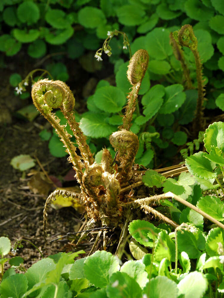 Sivun Saxifraga polita (Haw.) Link kuva