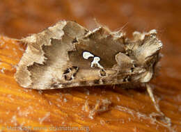 Image de Autographa corusca Strecker 1885