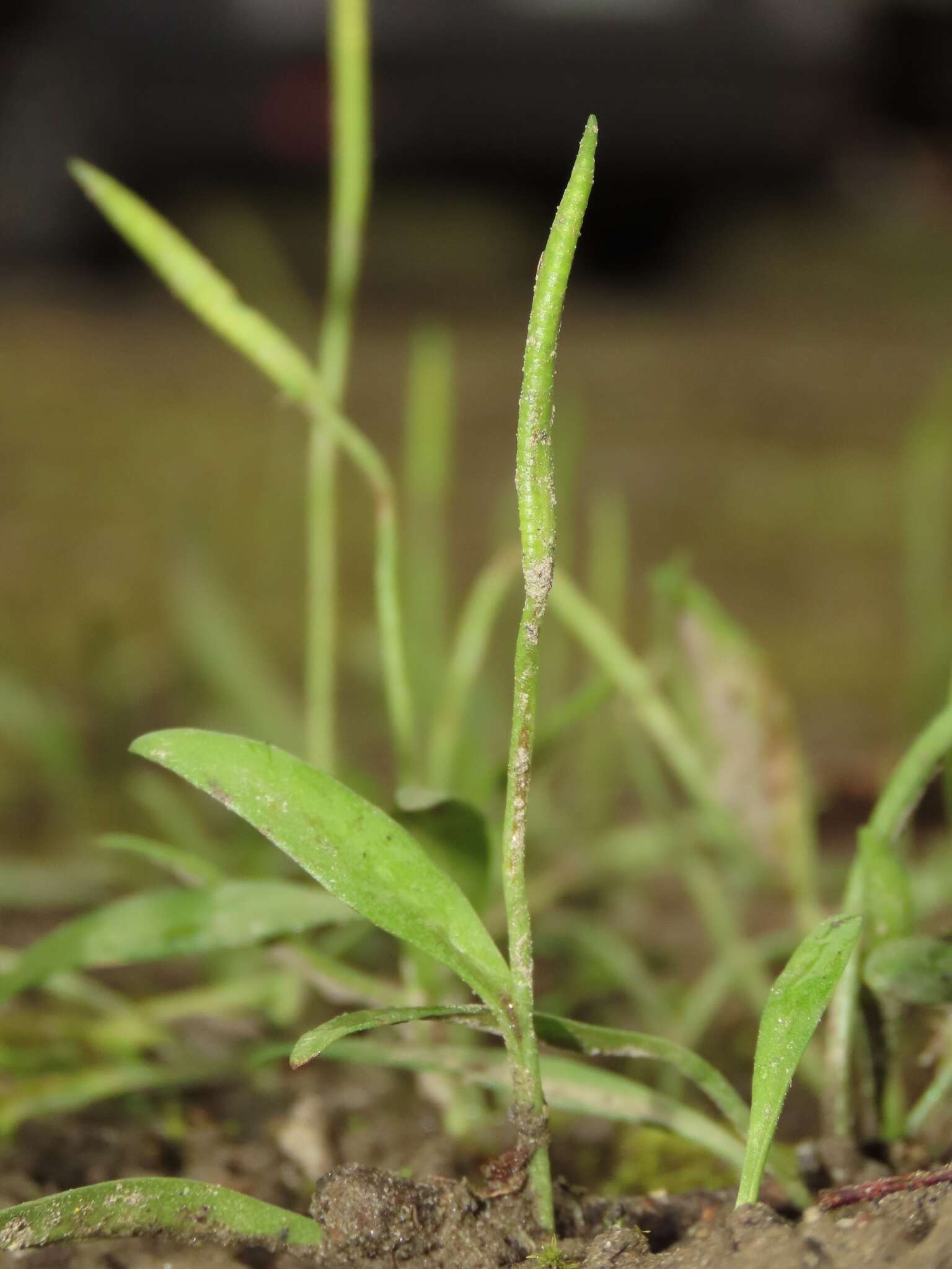 Imagem de Ophioglossum thermale Komarov