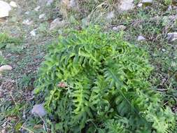 Image of Centaurea panormitana Lojac.