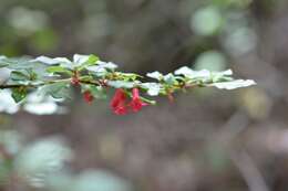 Image of Fuchsia thymifolia subsp. minimiflora (Hemsley) Breedlove