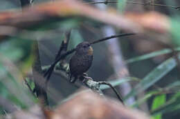 Image of Mishmi Wren-babbler