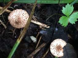 Image of Lepiota asperula G. F. Atk. 1900