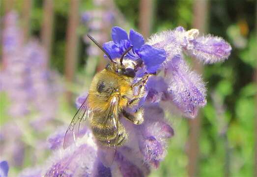 Image of Anthophora pubescens (Fabricius 1781)