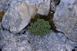 Image of Saxifraga marginata Sternb.