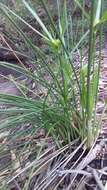 Imagem de Cyperus vaginatus R. Br.