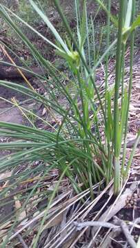 Слика од Cyperus vaginatus R. Br.