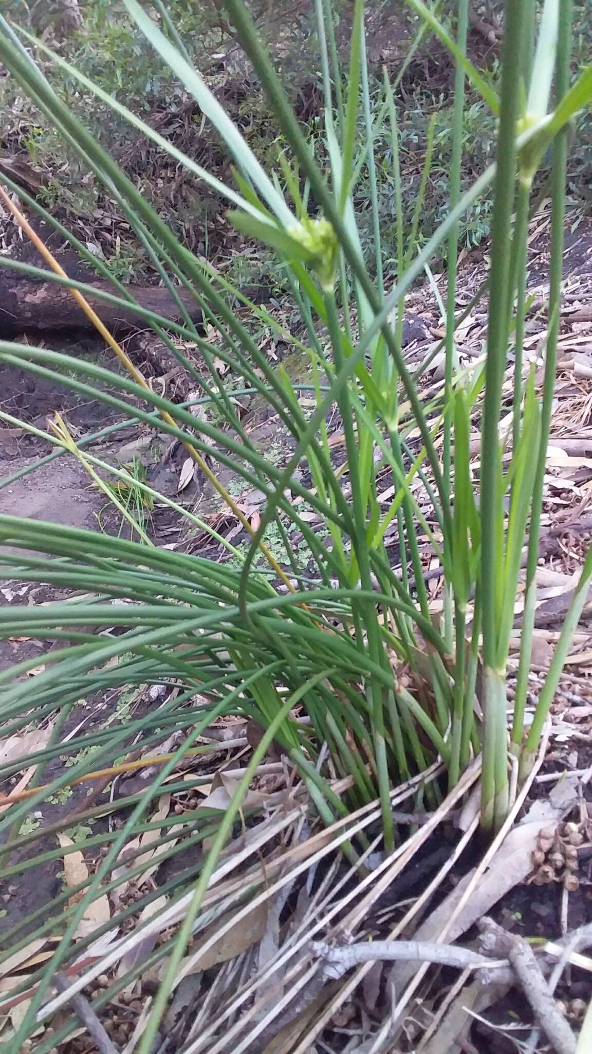 Imagem de Cyperus vaginatus R. Br.