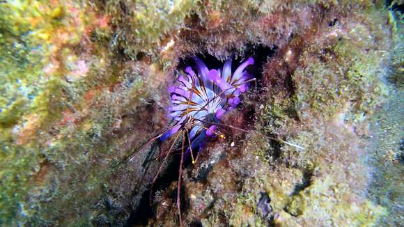 Image of blunt-tentacled anemone