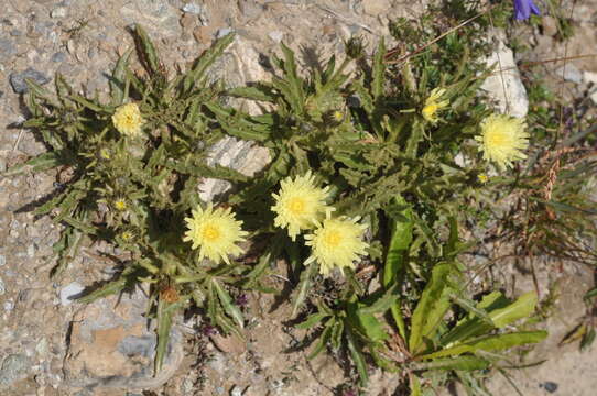 Image of Schlagintweitia intybacea (All.) Griseb.