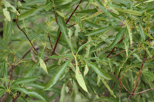 Image of Catalina ironwood