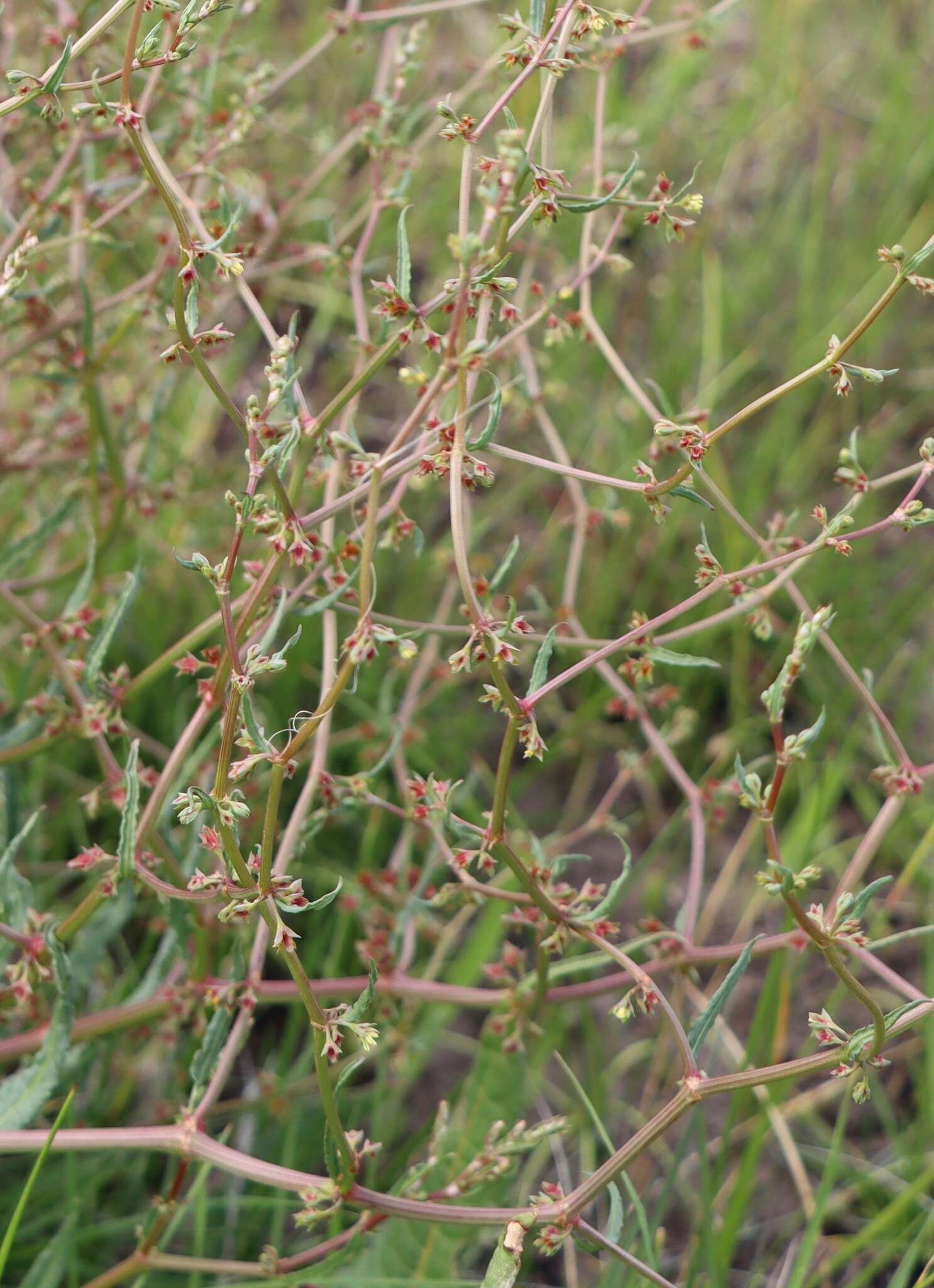 Rumex dumosus A. Cunn. ex Meisn.的圖片