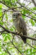 Image of Mottled Wood Owl